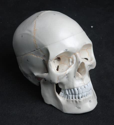 Cráneo plástico para artistas
